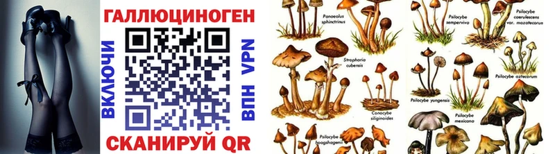 omg   Новокубанск  Галлюциногенные грибы Psilocybine cubensis 